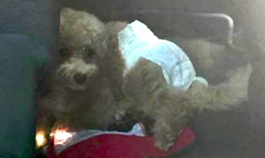 Dog Left In Hot Vehicle Wearing A Diaper While Family Goes Sightseeing