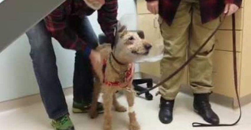 Dog Sees His Family Again After Getting Eye Surgical Treatment