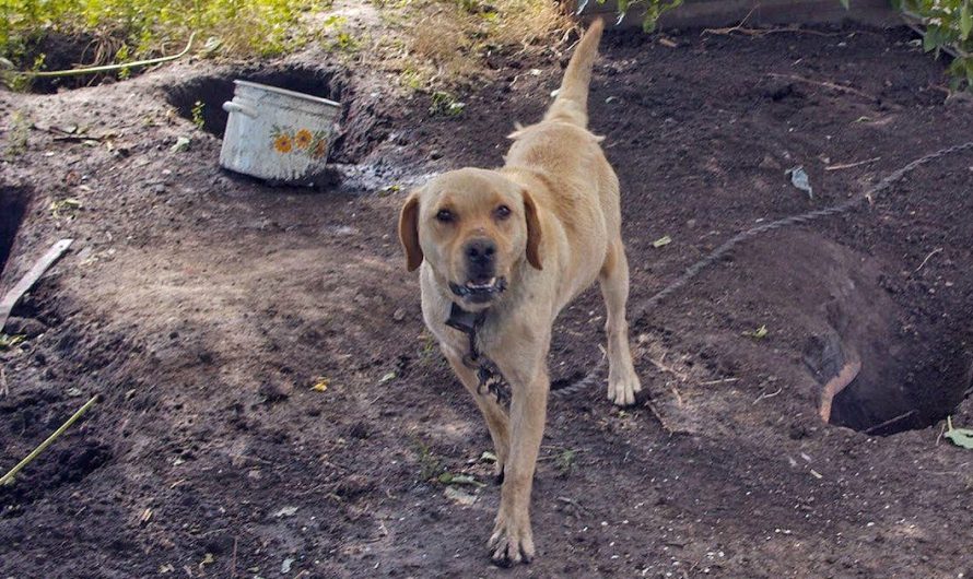 Dog Spent His Life On A Chain Becoming So Bored He would certainly Dig Holes For Fun