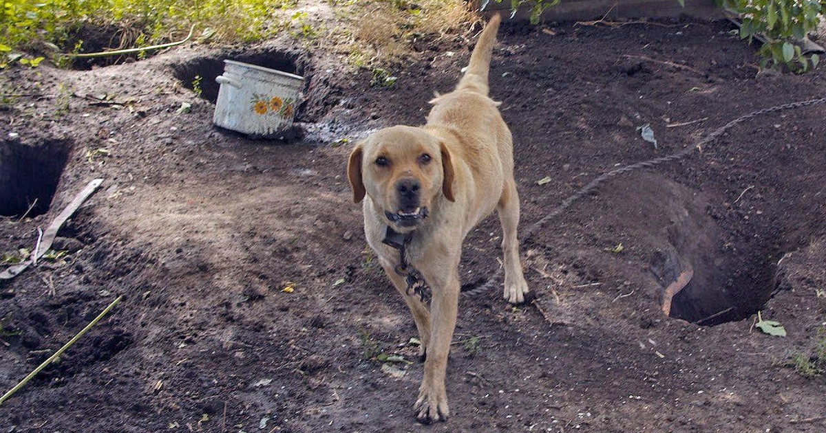 Dog Spent His Life On A Chain Becoming So Bored He would certainly Dig Holes For Fun