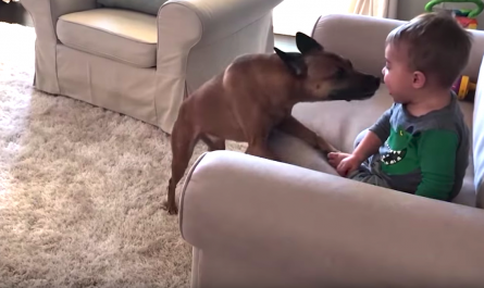 Dog Stops Between Every Zoomie Lap To Enter Bro's Face And Give Kisses