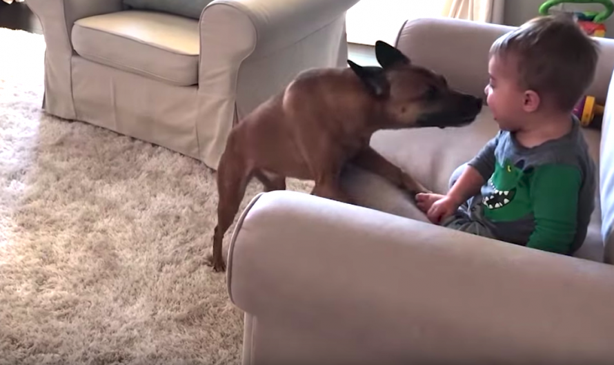 Dog Stops Between Every Zoomie Lap To Enter Bro’s Face And Give Kisses