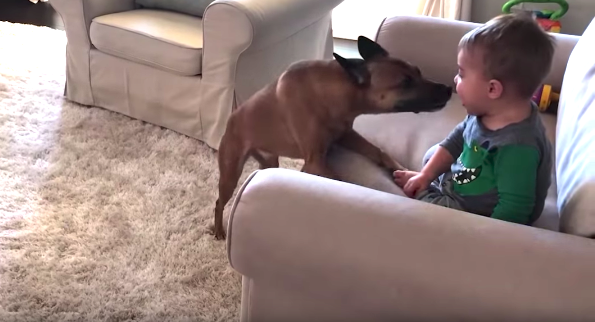 Dog Stops Between Every Zoomie Lap To Enter Bro's Face And Give Kisses