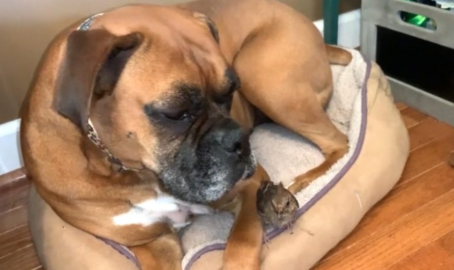 Dog Takes In Wounded Bird After A Storm, Becomes Its Surrogate Mom