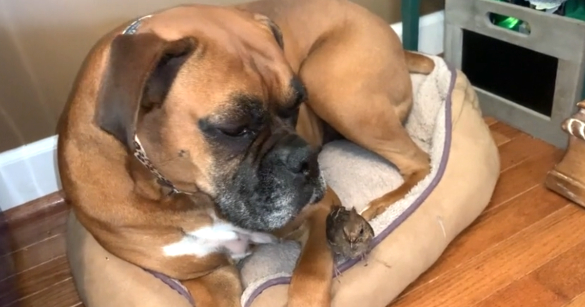 Dog Takes In Wounded Bird After A Storm, Becomes Its Surrogate Mom