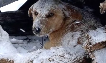 Dog That Was Shot Sat Shuddering All Alone In The Cold Snow
