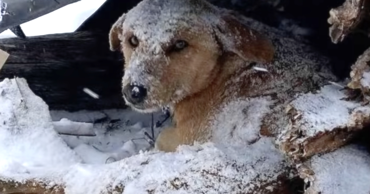 Dog That Was Shot Sat Shuddering All Alone In The Cold Snow