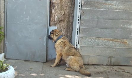 Dog Waits By Door After Being Rejected Of House For Not Barking
