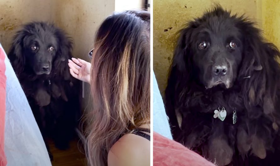 Dog Who Sat In The Corner Of The House For 6 Years Had Pleading Eyes