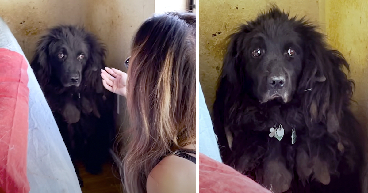 Dog Who Sat In The Corner Of The House For 6 Years Had Pleading Eyes