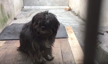 Dog left by his family simply sat there shaking for 5 days