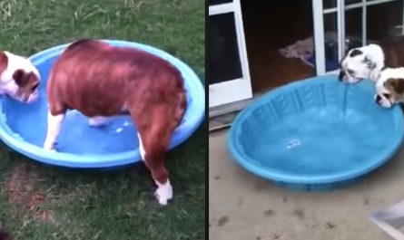 Dogs Have Some Enjoyable With The Swimming Pool Before Choosing To Drag It In The House