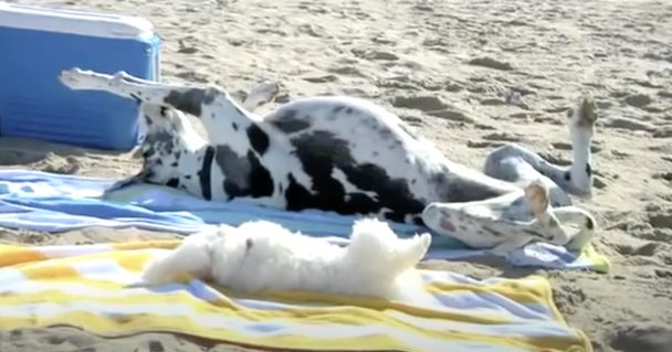 Dogs Require To The Beach To Show Enjoyable In The Sun Isn't Reserved For Humans