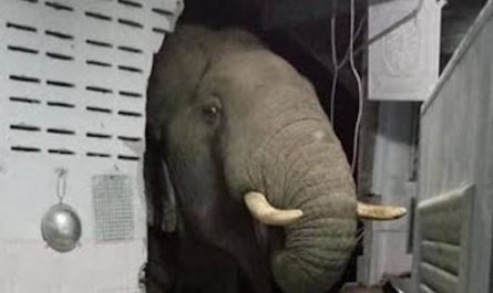 Elephant Breaks Via The Wall To Look For Something Great To Eat