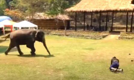 Elephant's Caretaker Hits The Ground, And Also She Comes Running To The Rescue
