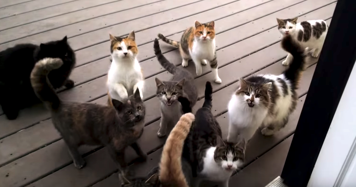 Every Morning, This Man Opens His Door To A Deck Filled With Demanding Cats