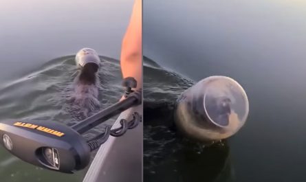 Family On A Boat Finds A Bear Swimming With Its Head Stuck In A Jar
