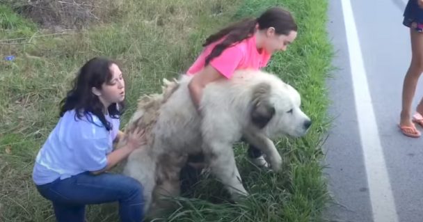 Family Sees Giant Dog By The Road And Also Pulls Over To Check Him Out