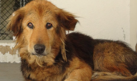 Family came to be 'too busy' and threw out their dog of 15 years