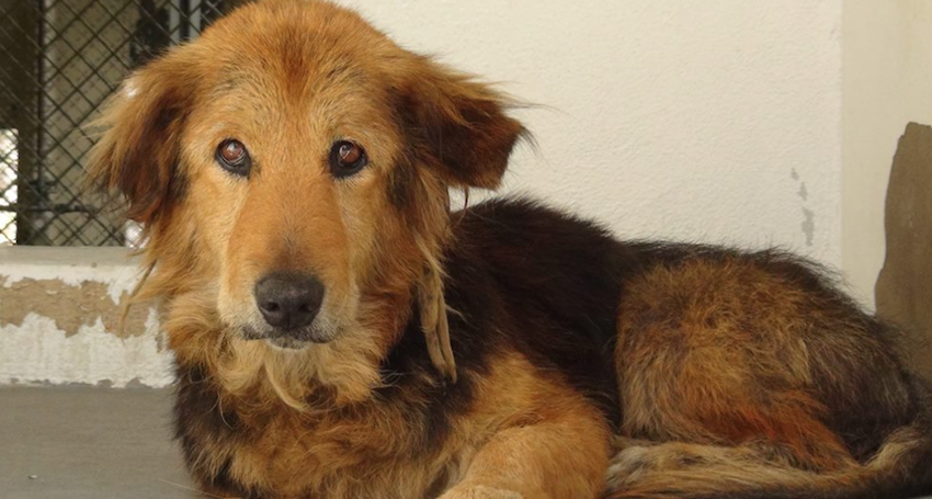 Family came to be 'too busy' and threw out their dog of 15 years