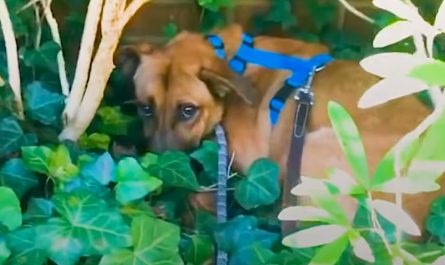 Foster Dog Would Hide In The Bushes On Walks And Also Maintain His Distance