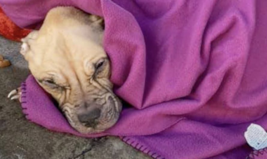 Found In The Street Wrapped In A Blanket, She Couldn’t Lift Her Head