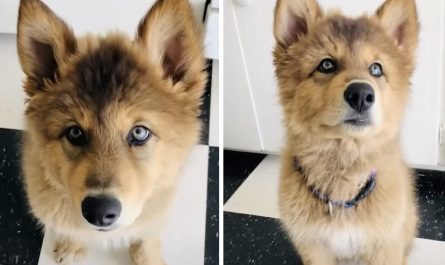 From Adorable Wolf Dog Puppy To Majestic Wolf In Simply One Year