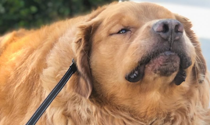 Golden Retriever’s Owners Free-Fed Him, And He Climbed Completely To 150 Pounds