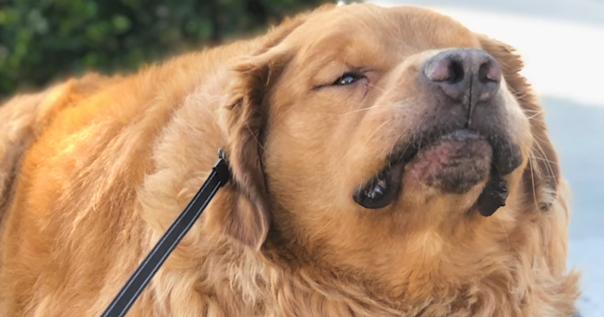 Golden Retriever's Owners Free-Fed Him, And He Climbed Completely To 150 Pounds