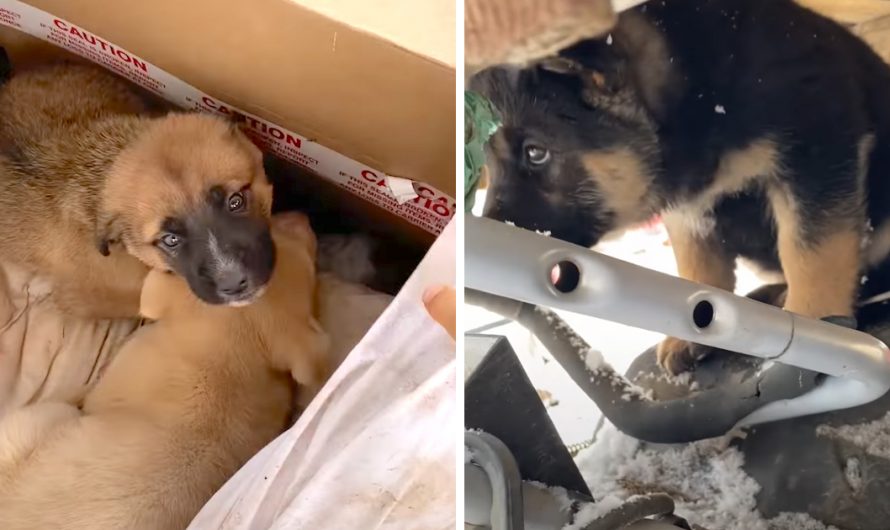 Guy Sees Online Post For ‘Unwanted Puppies,’ Shows Up To See Them Out In The Cold
