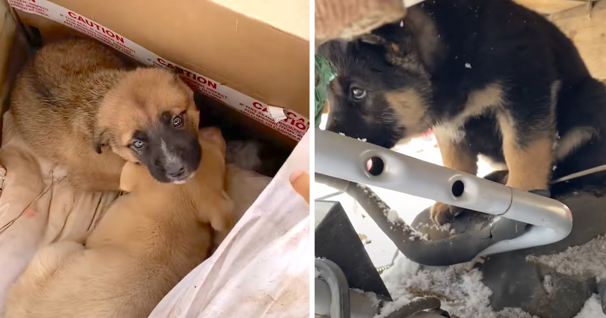 Guy Sees Online Post For 'Unwanted Puppies,' Shows Up To See Them Out In The Cold