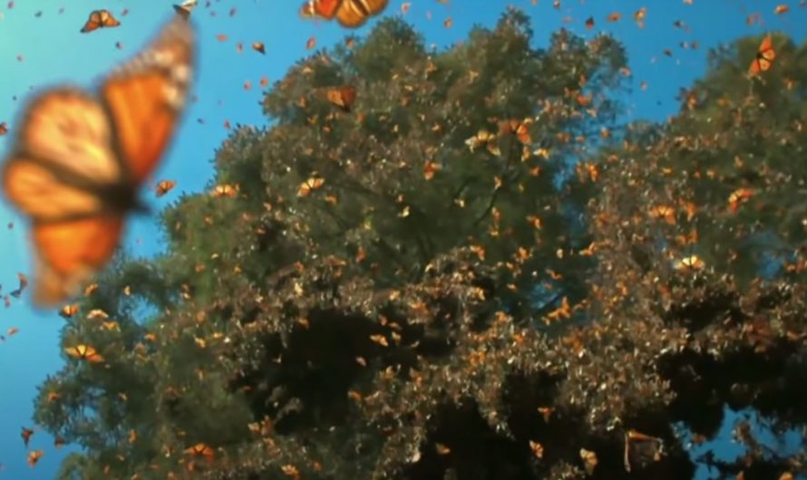 Half A Billion Monarch Butterflies Cover The Trees Waiting To Fly