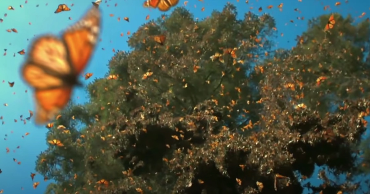 Half A Billion Monarch Butterflies Cover The Trees Waiting To Fly