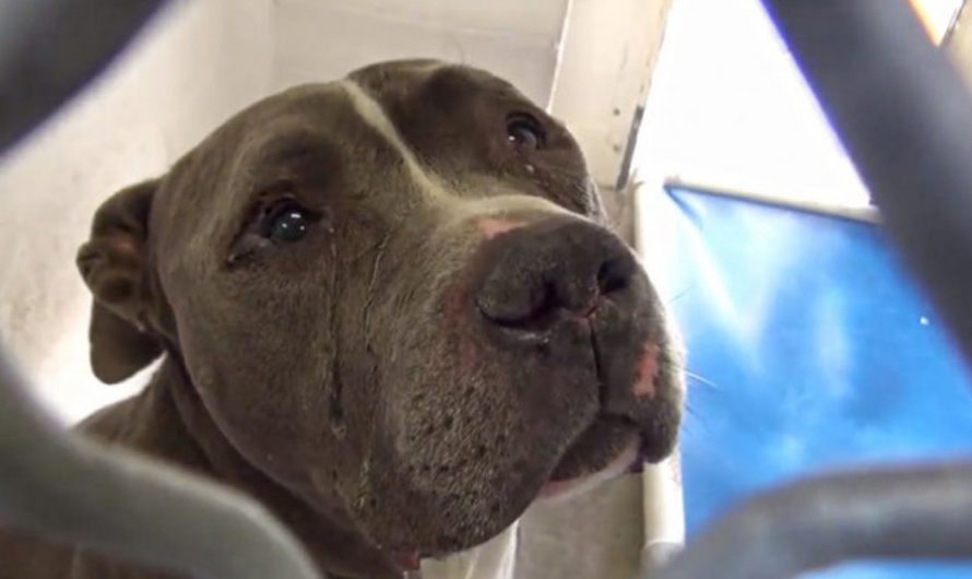 Heartbroken Dog Does Not Understand Why His Family Didn’t Want Him Anymore
