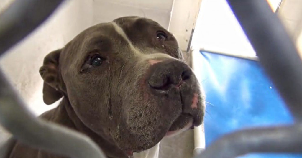 Heartbroken Dog Does Not Understand Why His Family Didn't Want Him Anymore