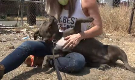 Hesitant And Shy Abandoned Dog Merges The Lap Of Her Rescuer