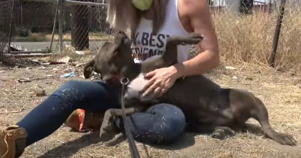 Hesitant And Shy Abandoned Dog Merges The Lap Of Her Rescuer