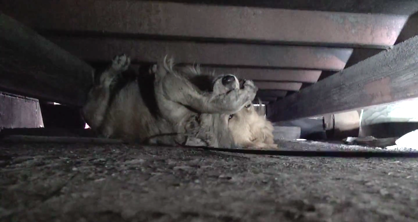 Homeless Golden Retriever is so scared, she covers her eyes when people come close to