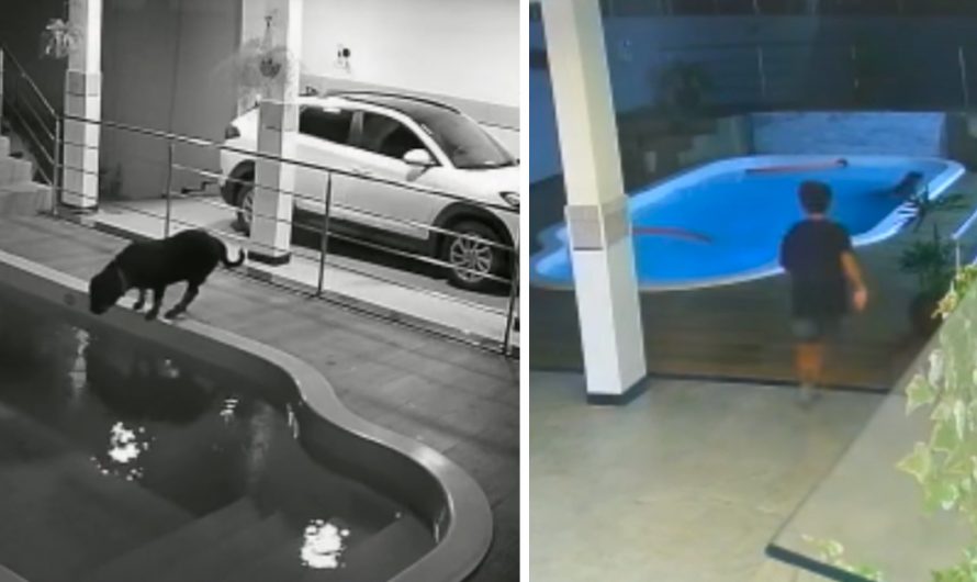 Kid Hears Thrashing In The Swimming Pool And Runs Outside To See His Dog Struggling