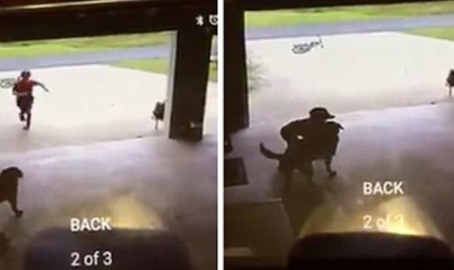 Little Kid Sneaks Into Neighbor’s Garage Daily, Hugs Dog And Runs Away