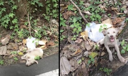 Little Puppy Found By An Active Road Would Not Stop Yelling At His Rescuer