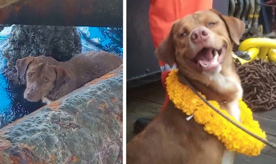 Lost Dog 130 Miles Far From Coast Is Exhausted When Found By Oil Rig Workers