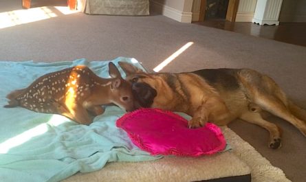 Loving And Non Selfish Dog Takes It Upon Himself To Convenience Injured Fawn