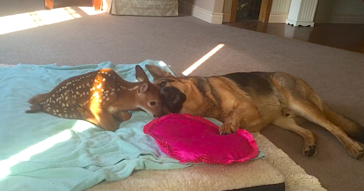 Loving And Non Selfish Dog Takes It Upon Himself To Convenience Injured Fawn