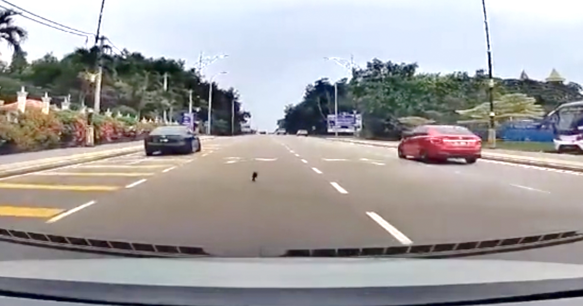 Man Comes Up Behind Little One Playing In Traffic And Slams The Brakes