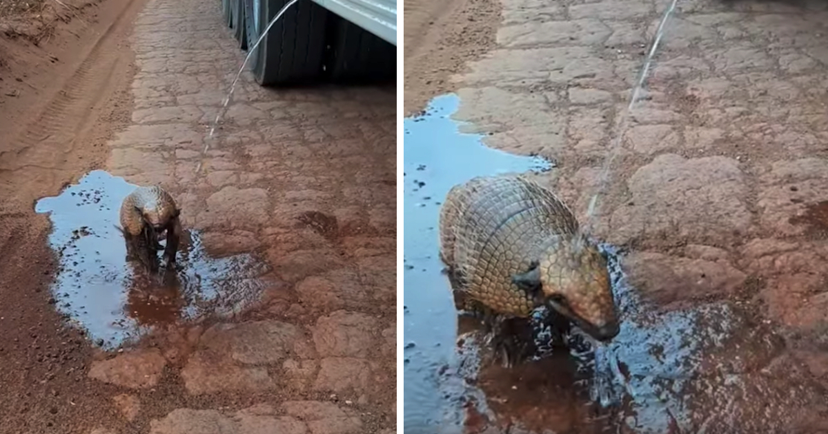 Man Driving A Water Vehicle Spots A Thirsty Armadillo On A Dry And Dusty Road