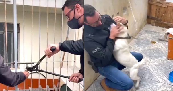 Man Sets Ignored Dog Free, And She Repays Him With Kisses