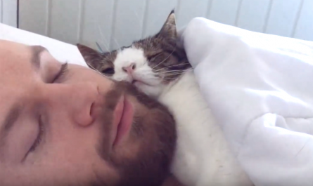 Man adopts unwanted sanctuary cat, and their bedtime routine is heart-melting