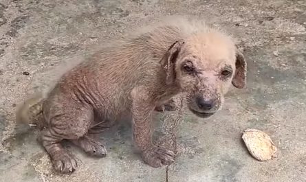 Mangey Street Puppy Cries Out And Also Shies Away Before Giving Up To Rescuers