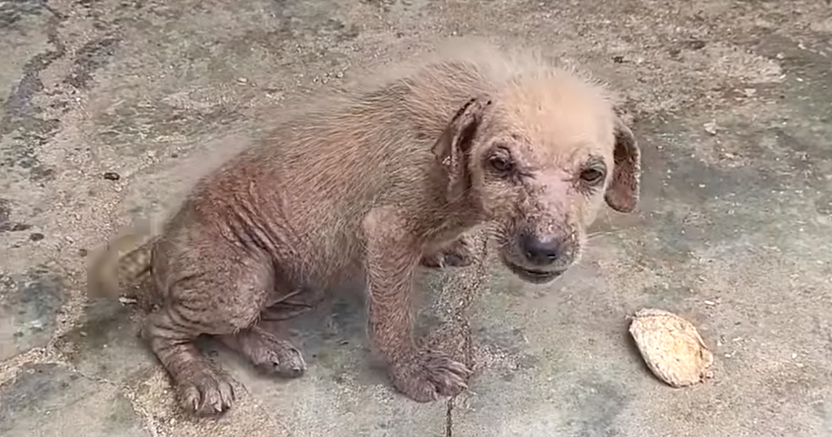 Mangey Street Puppy Cries Out And Also Shies Away Before Giving Up To Rescuers